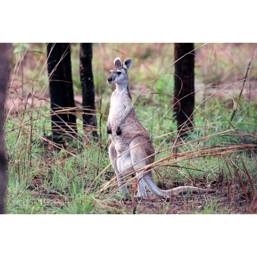 Антилоповый кенгуру (Macropus antilopinus) Фото №4