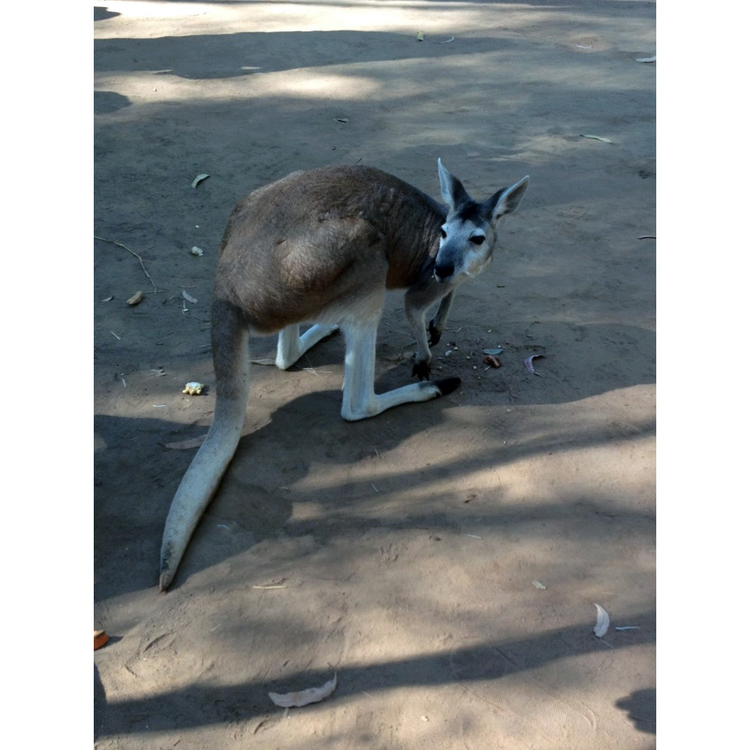 Антилоповый кенгуру (Macropus antilopinus) Фото №5