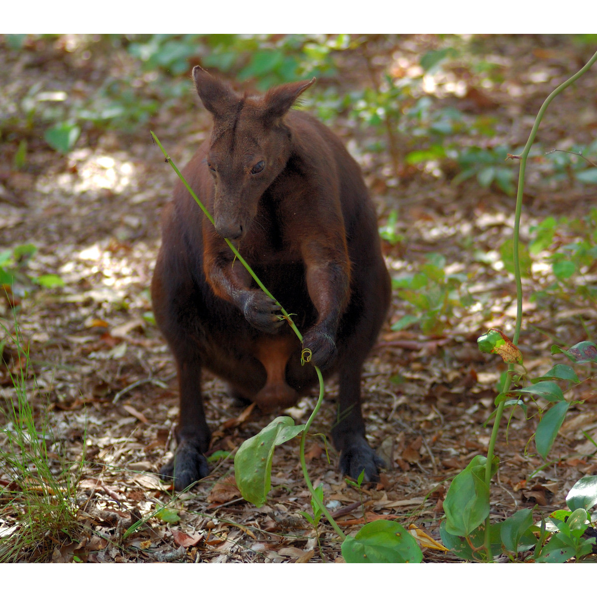 Кенгуру Бернарда (Macropus bernardus) Фото №5