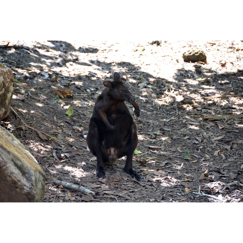 Кенгуру Бернарда (Macropus bernardus) Фото №6
