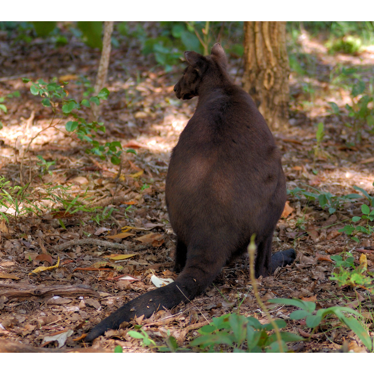 Кенгуру Бернарда (Macropus bernardus) Фото №8