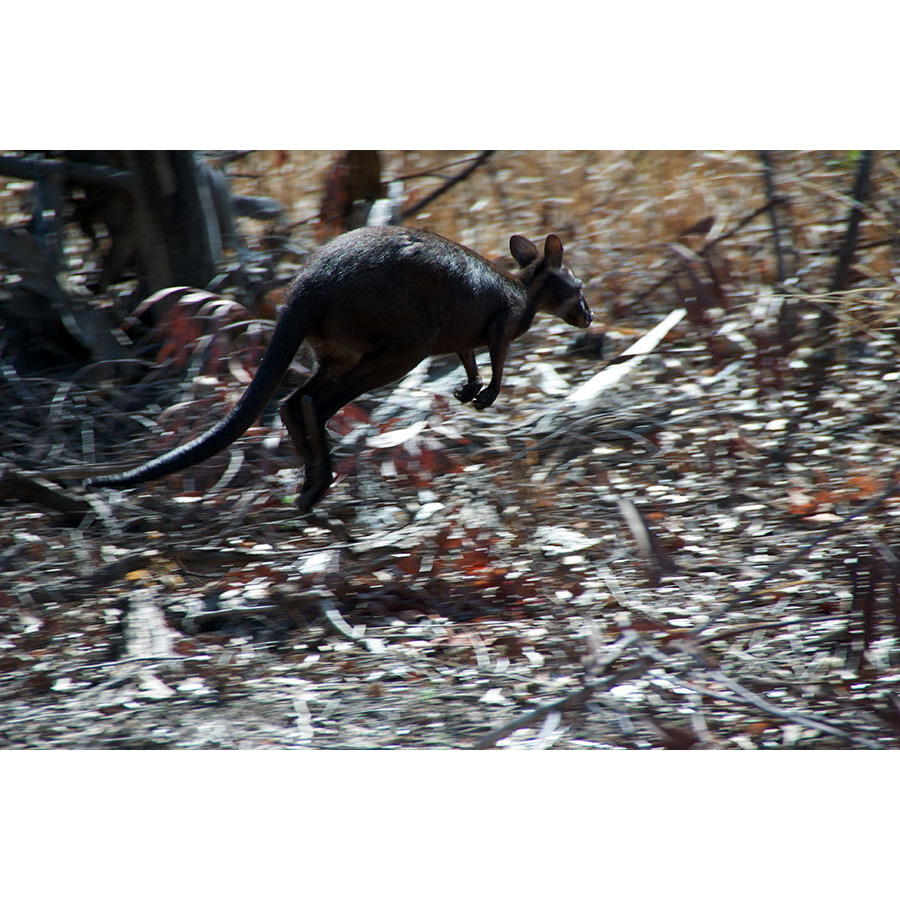 Кенгуру Бернарда (Macropus bernardus) Фото №9