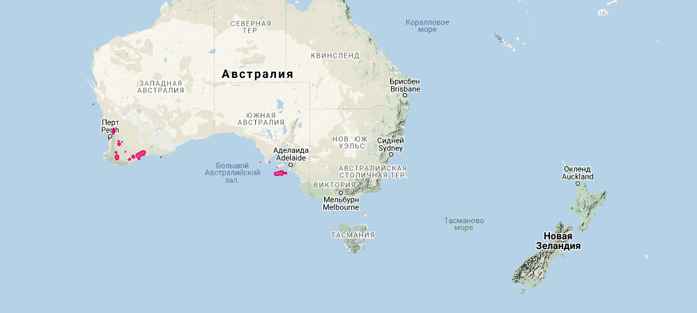 Кенгуру Евгении (Macropus eugenii) Ареал обитания на карте