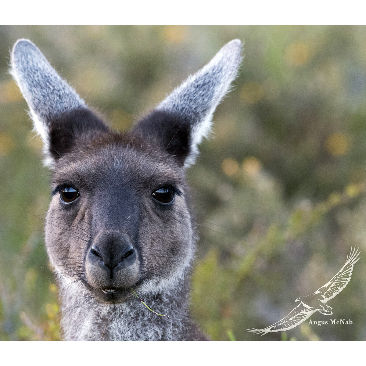 Западный серый кенгуру (Macropus fuliginosus) Фото №10