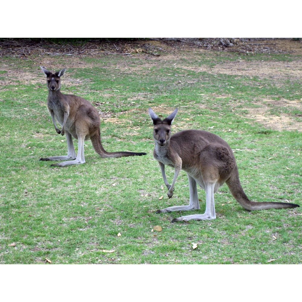 Западный серый кенгуру (Macropus fuliginosus) Фото №2