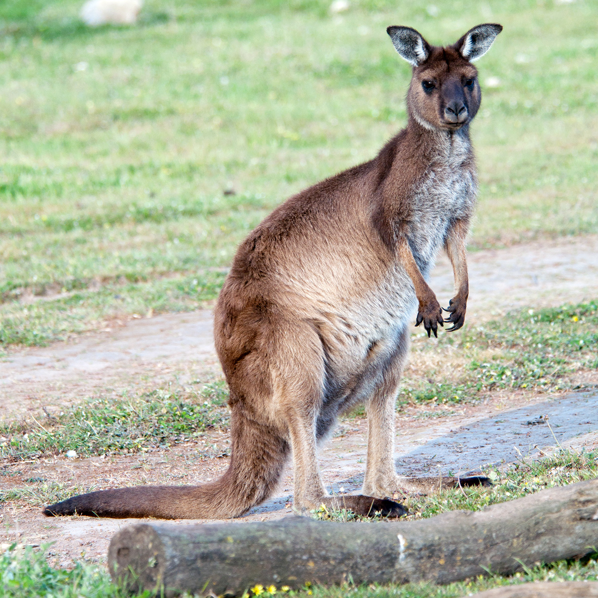 Западный серый кенгуру (Macropus fuliginosus) Фото №3