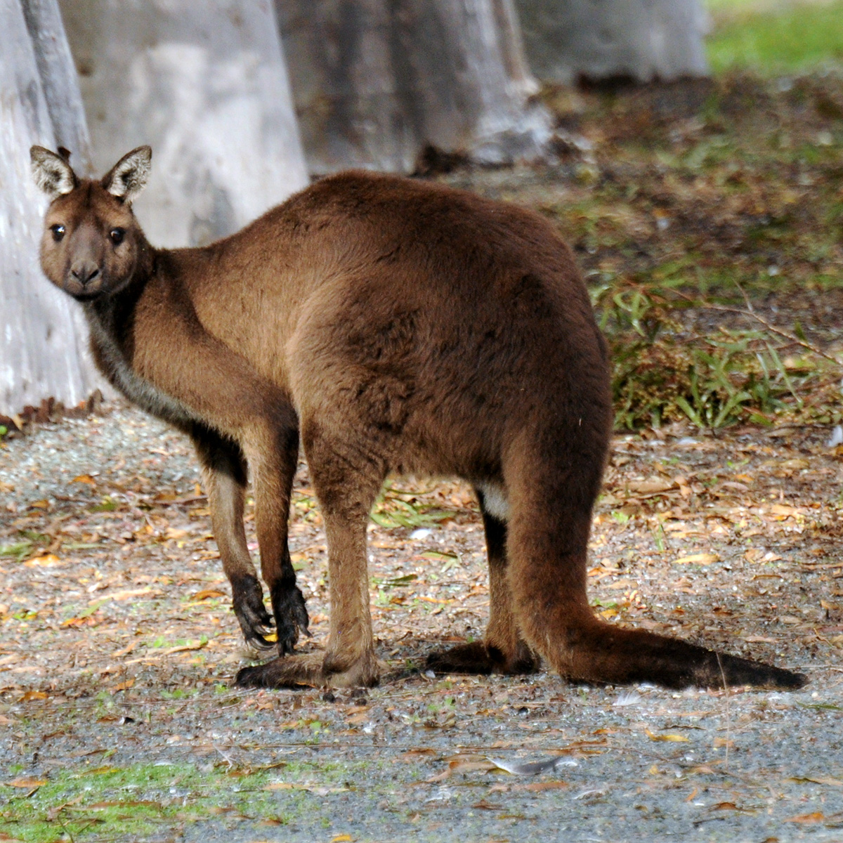 Западный серый кенгуру (Macropus fuliginosus) Фото №4