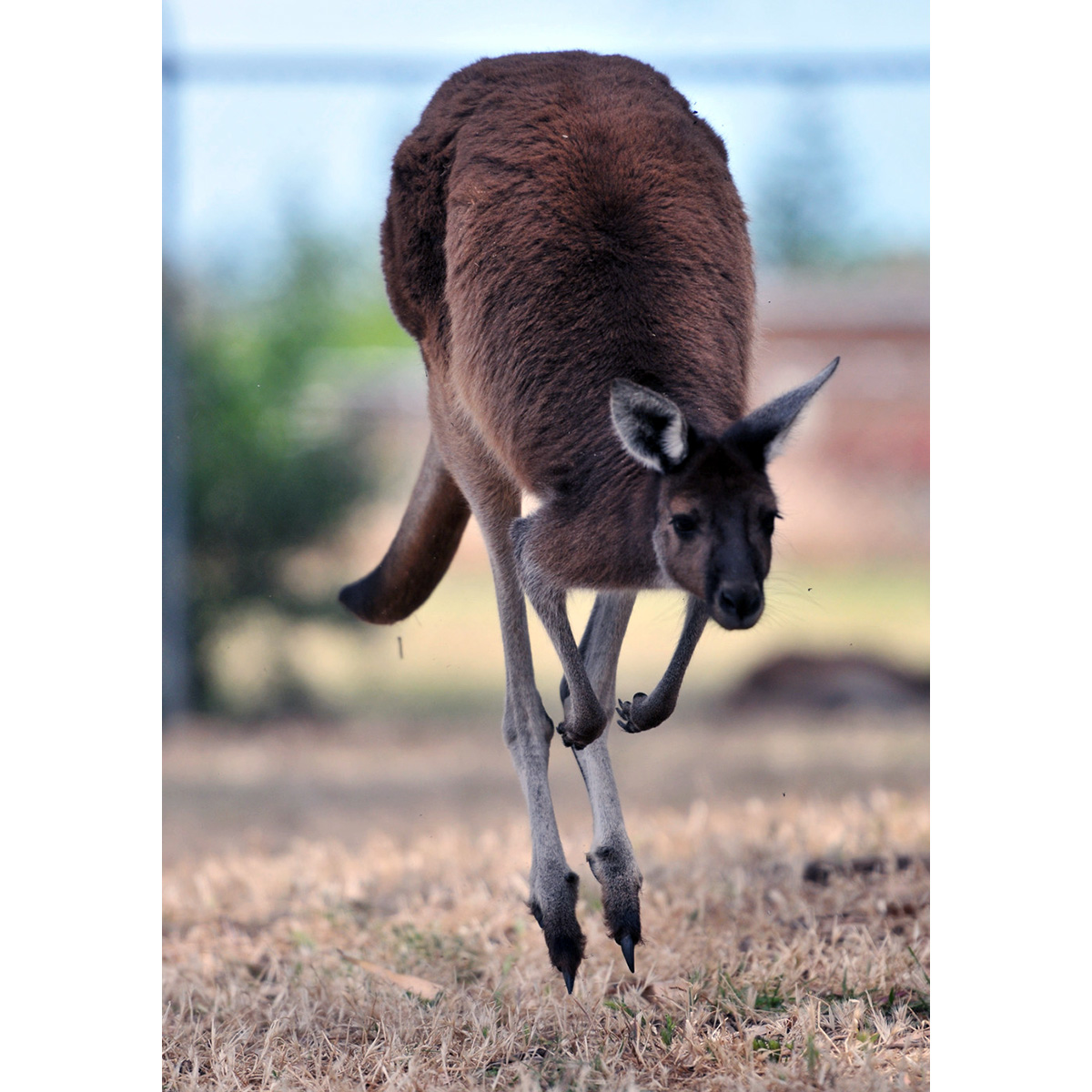 Западный серый кенгуру (Macropus fuliginosus) Фото №5
