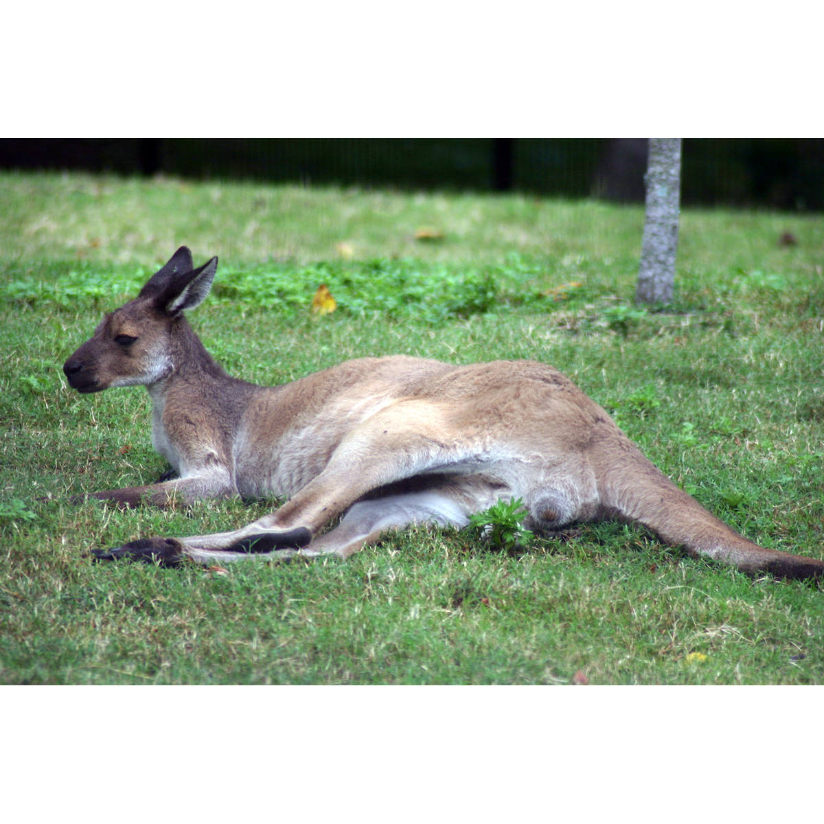 Западный серый кенгуру (Macropus fuliginosus) Фото №6