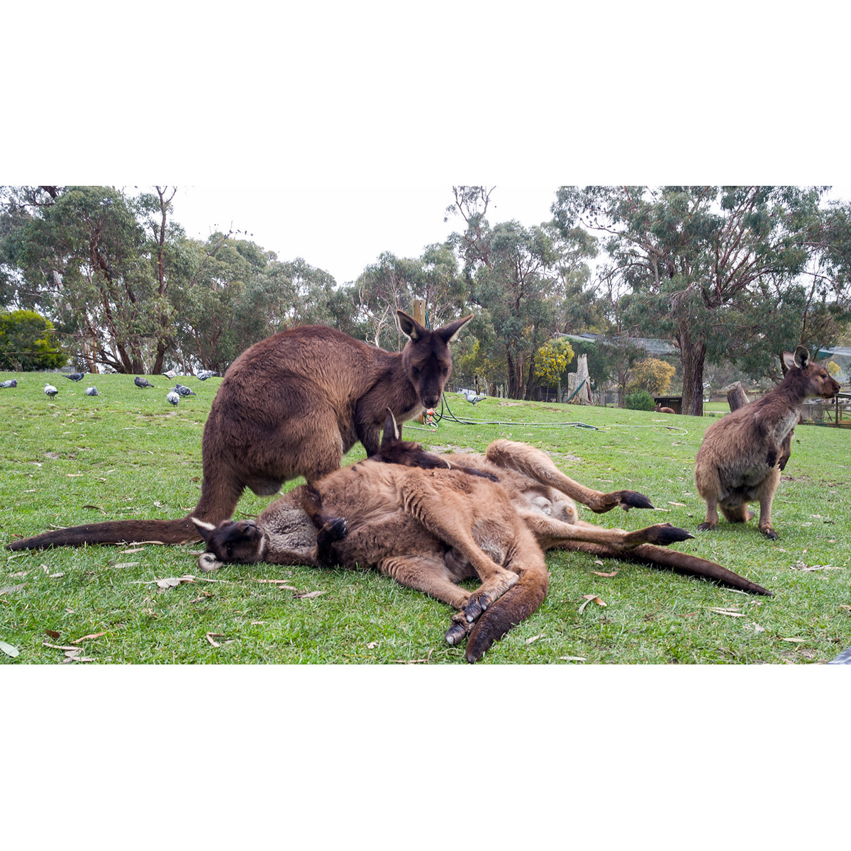 Западный серый кенгуру (Macropus fuliginosus) Фото №7