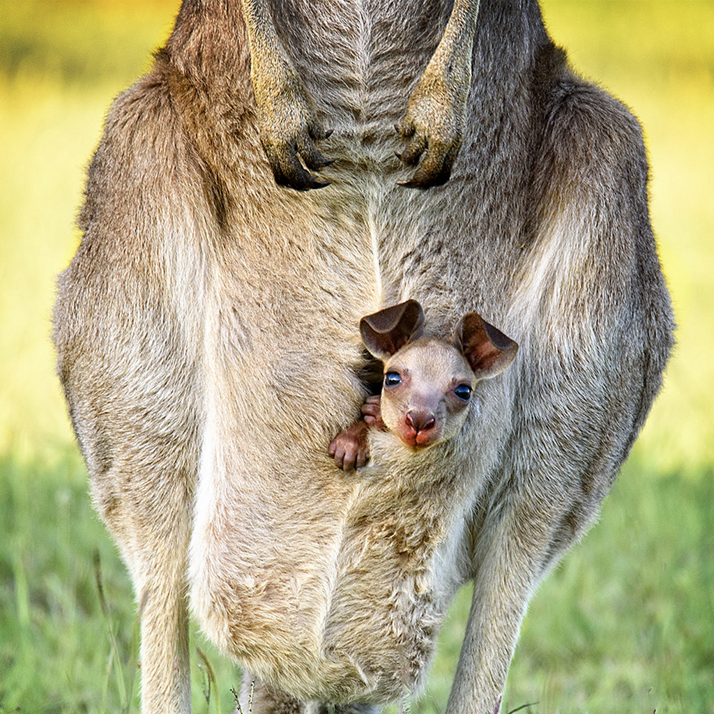 Гигантский кенгуру (Macropus giganteus) Фото №8