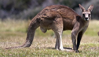 Macropus giganteus tasmaniensis