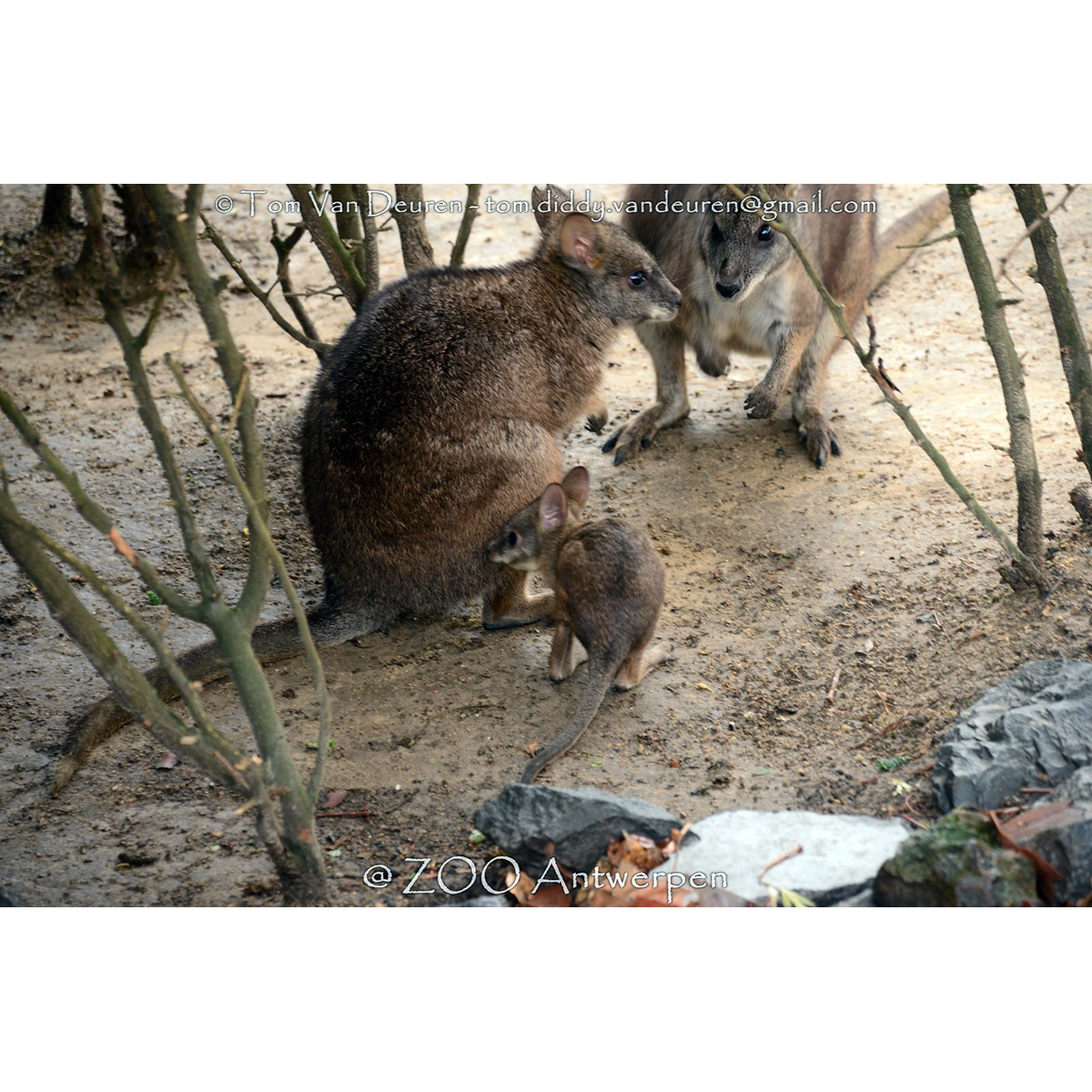 Белогрудый валлаби (Macropus parma) Фото №8