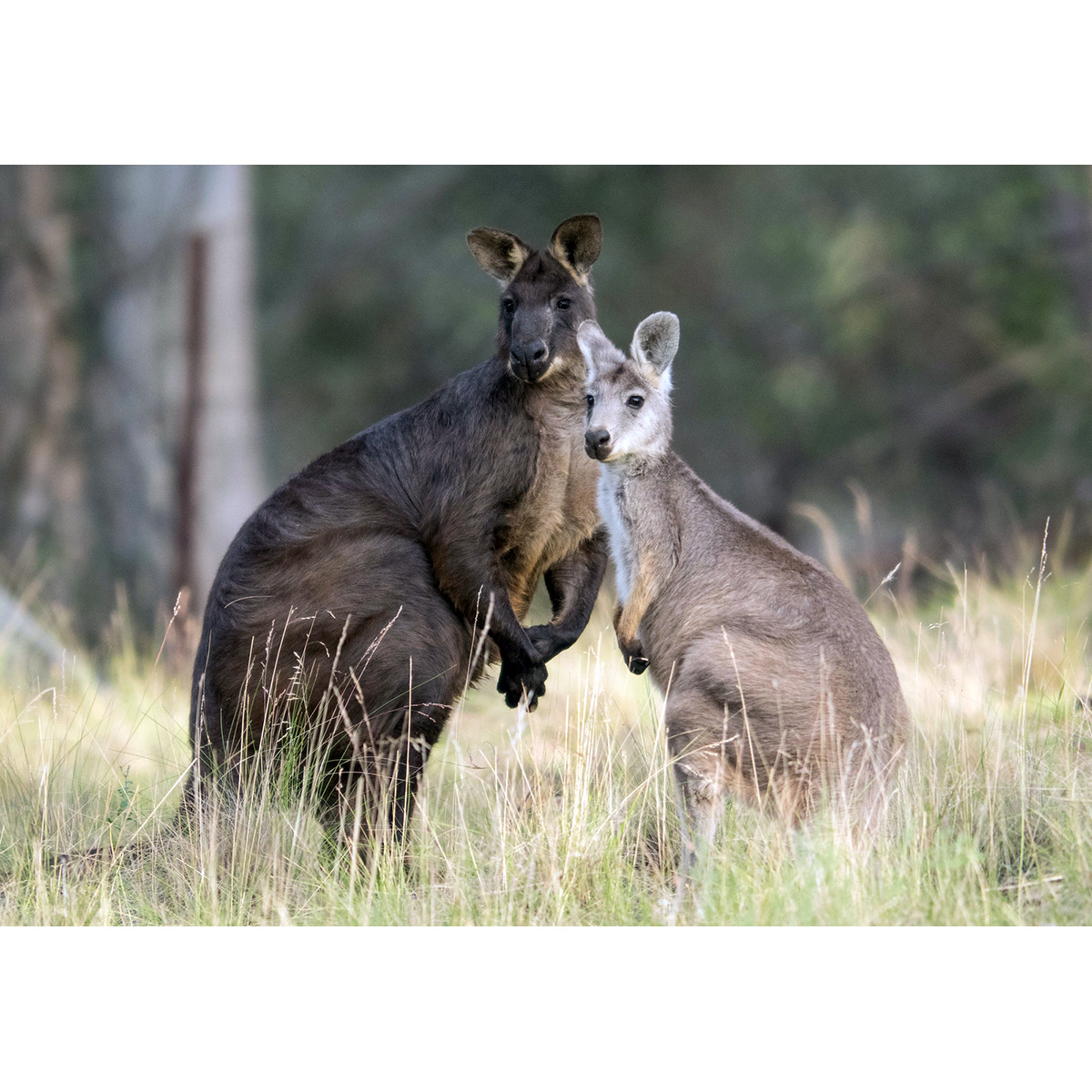 Горный кенгуру (Macropus robustus) Фото №7