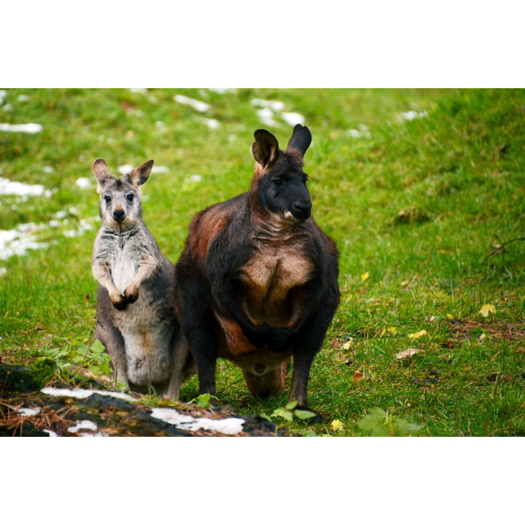 Горный кенгуру (Macropus robustus) Фото №8
