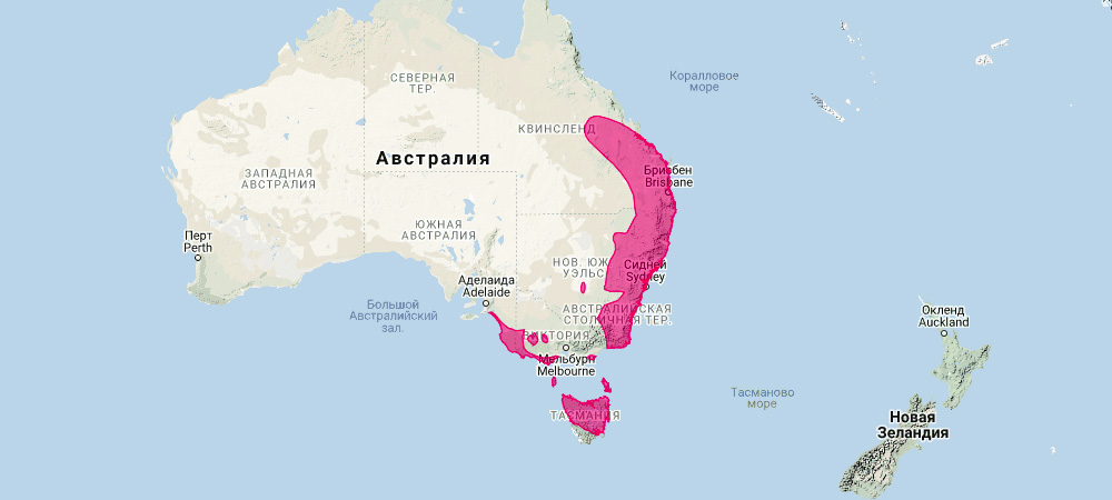 Рыже-серый валлаби (Macropus rufogriseus) Ареал обитания на карте