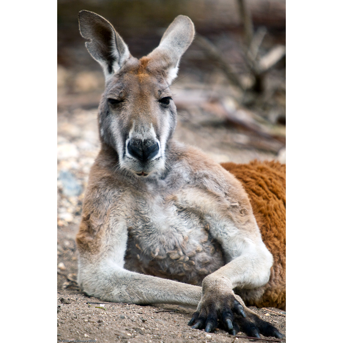 Большой рыжий кенгуру (Macropus rufus) Фото №10