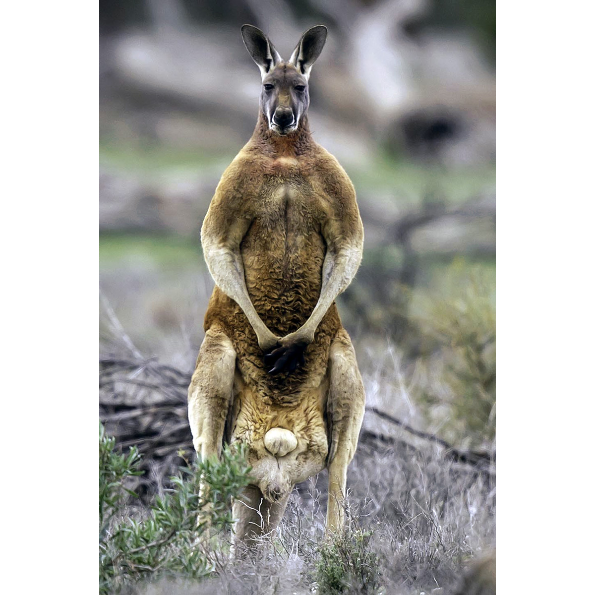 Большой рыжий кенгуру (Macropus rufus) Фото №5