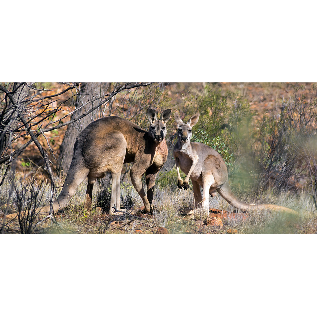 Большой рыжий кенгуру (Macropus rufus) Фото №7