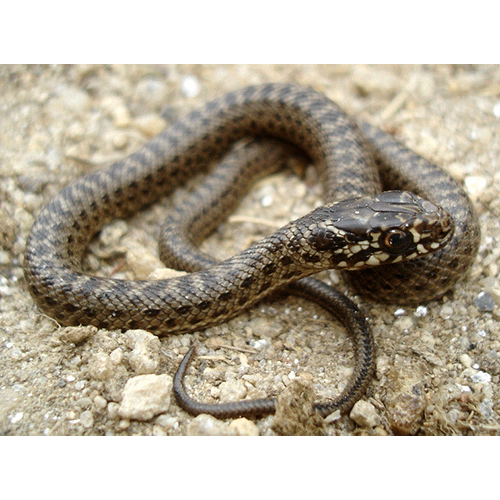  Род Ящеричные змеи  фото