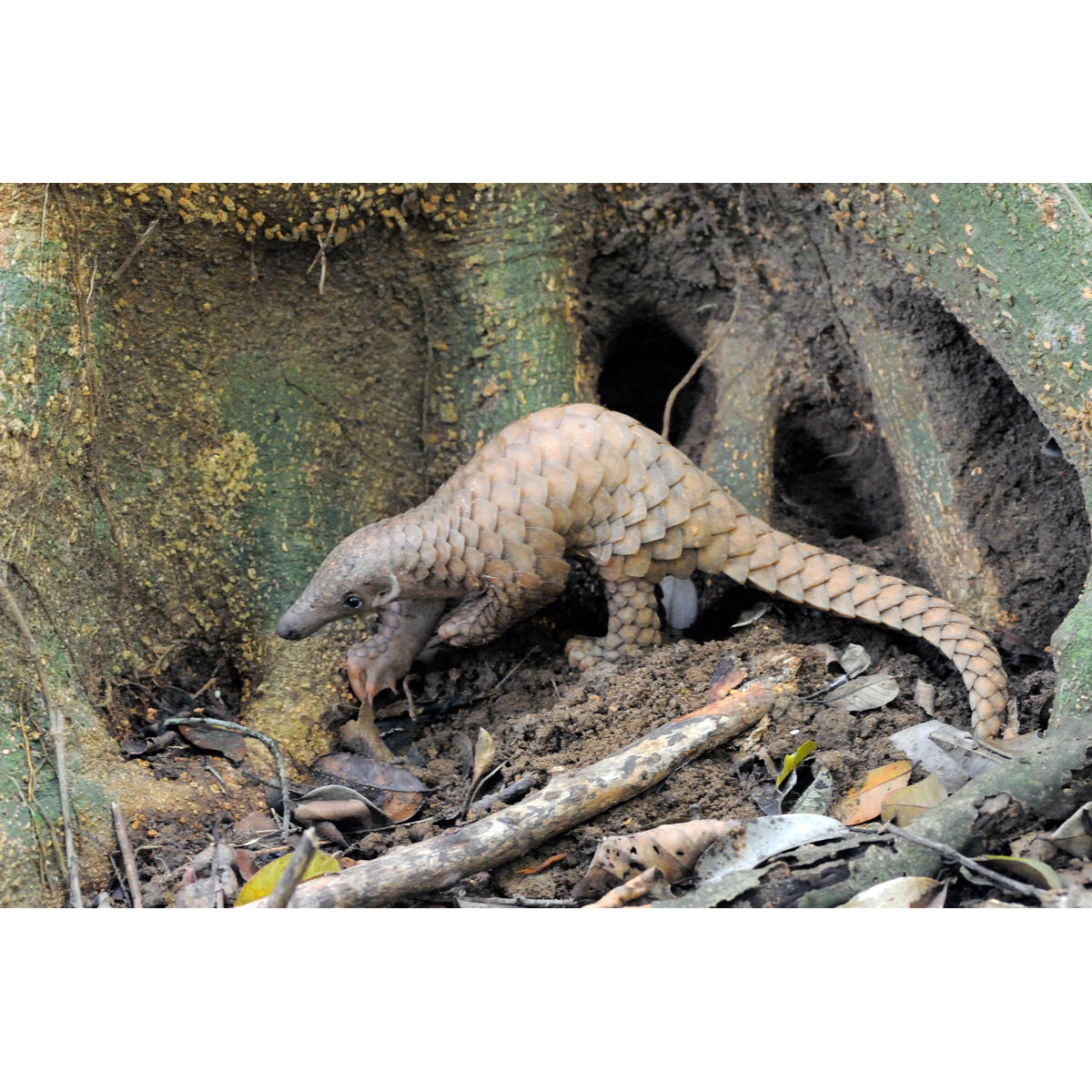 Индийский ящер (Manis crassicaudata) Фото №2