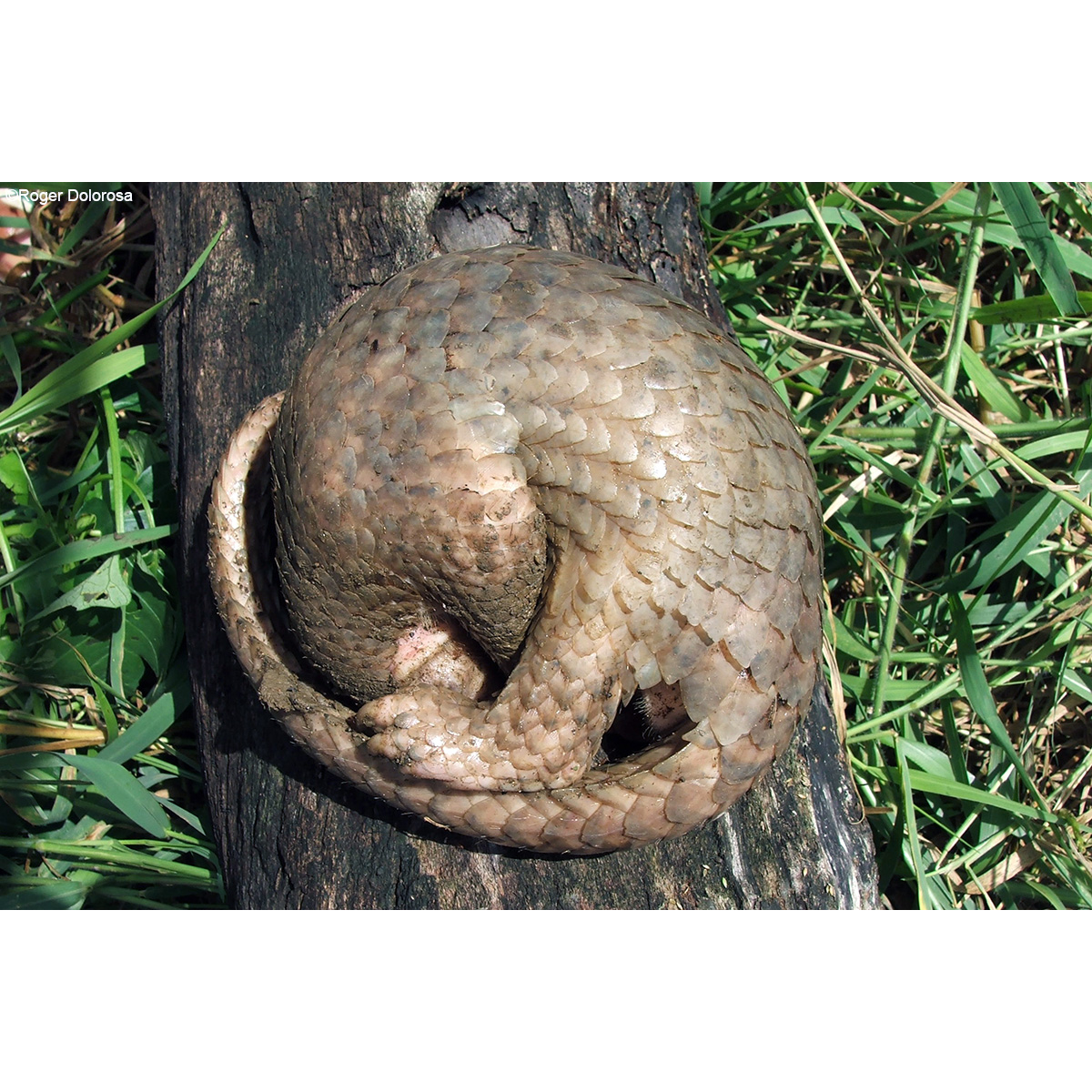 Филиппинский ящер (Manis culionensis) Фото №4