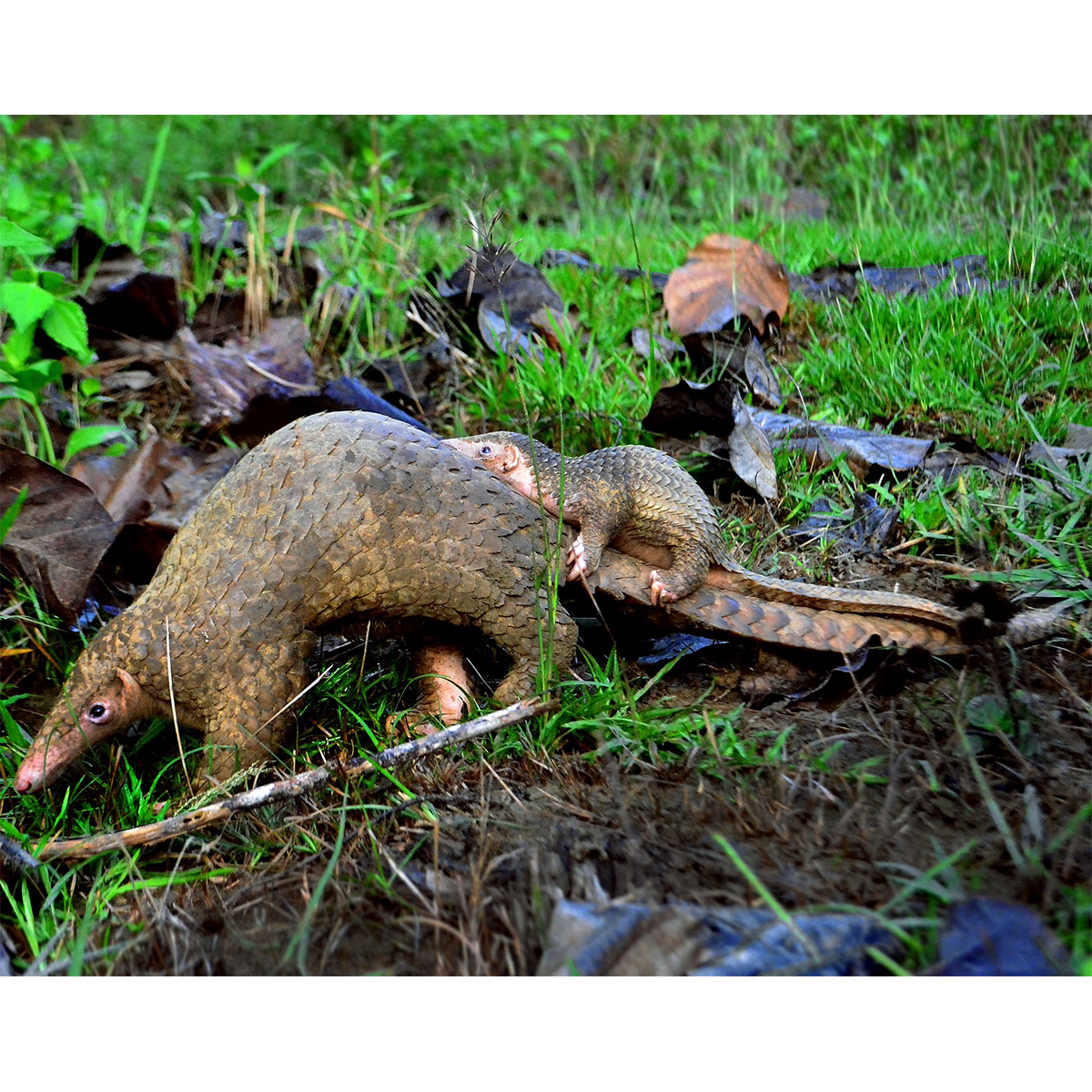 Филиппинский ящер (Manis culionensis) Фото №6