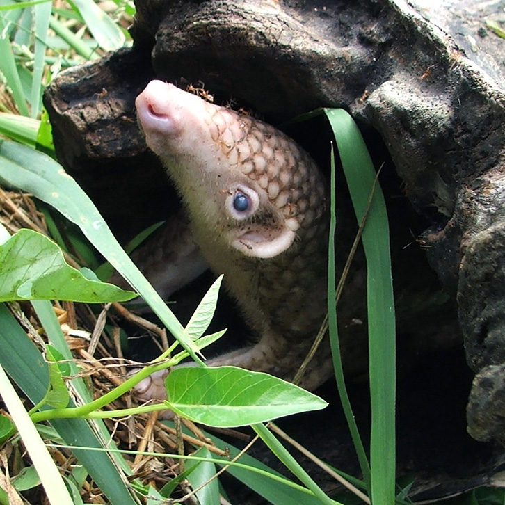 Филиппинский ящер (Manis culionensis) Фото №8