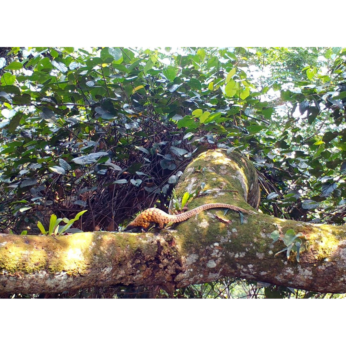 Длиннохвостый ящер (Manis tetradactyla) Фото №2