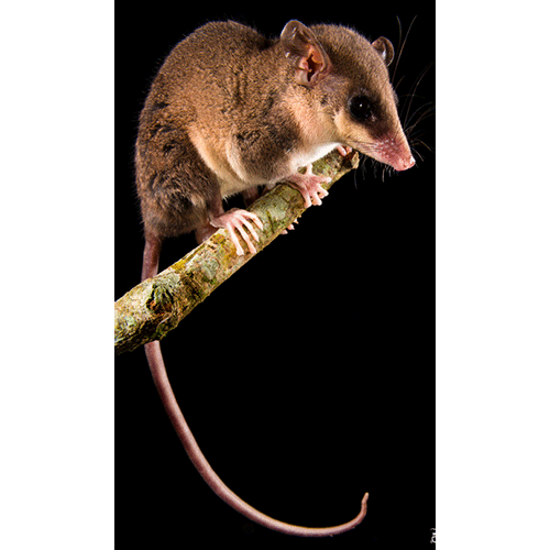 Род Мышиные опоссумы  фото