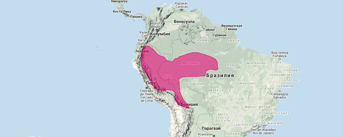 Тонкий опоссум Дороти (Marmosops dorothea) Ареал обитания на карте