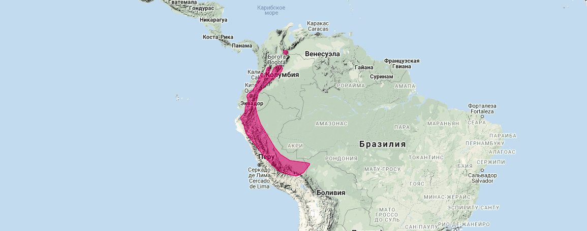 Андийский стройный опоссум (Marmosops impavidus) Ареал обитания на карте