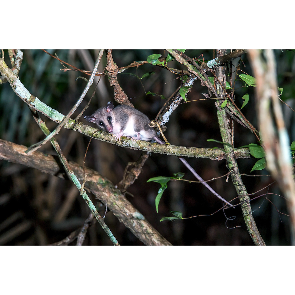 Восточный опоссум (Marmosops incanus) Фото №2