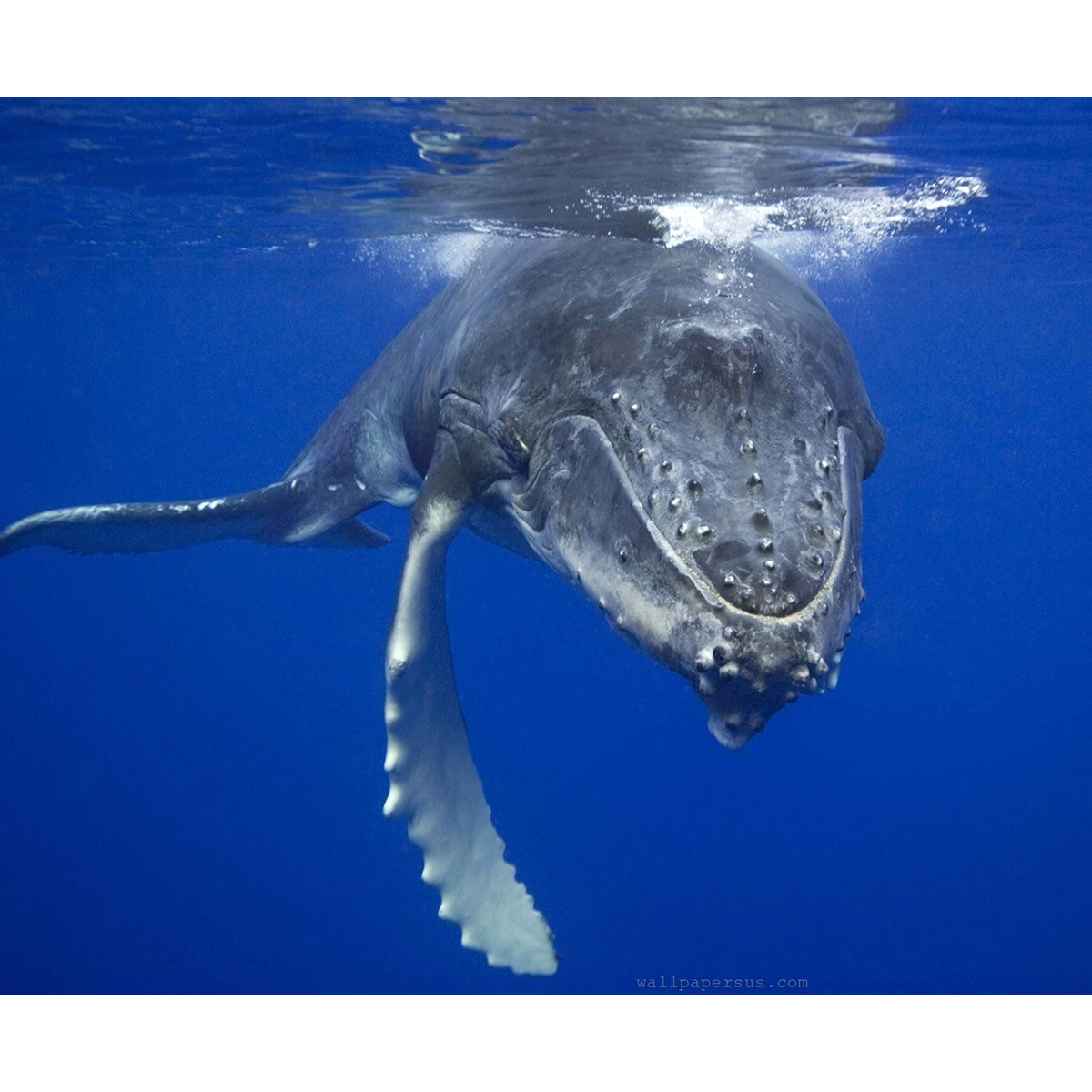Горбатый кит (Megaptera novaeangliae) Фото №10