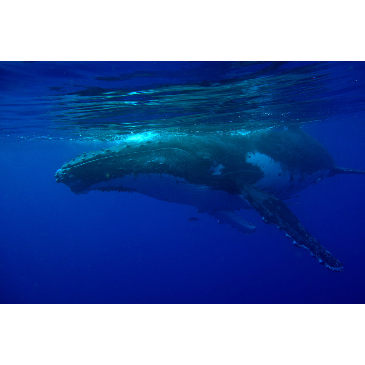 Горбатый кит (Megaptera novaeangliae) Фото №2
