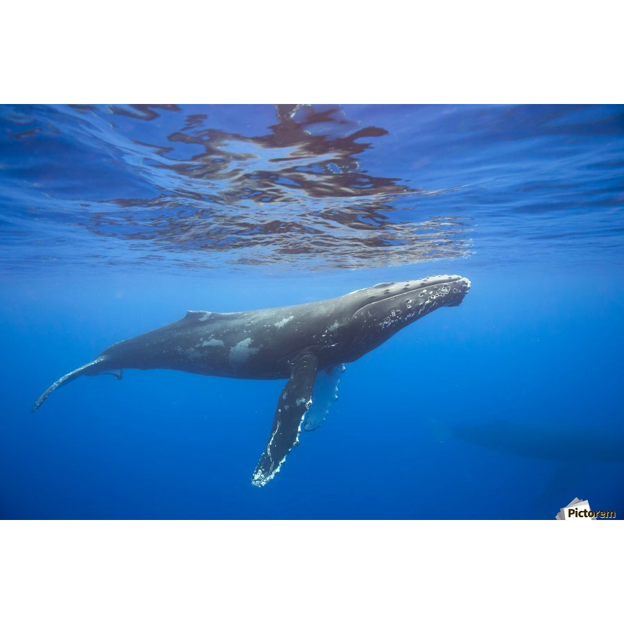 Горбатый кит (Megaptera novaeangliae) Фото №3