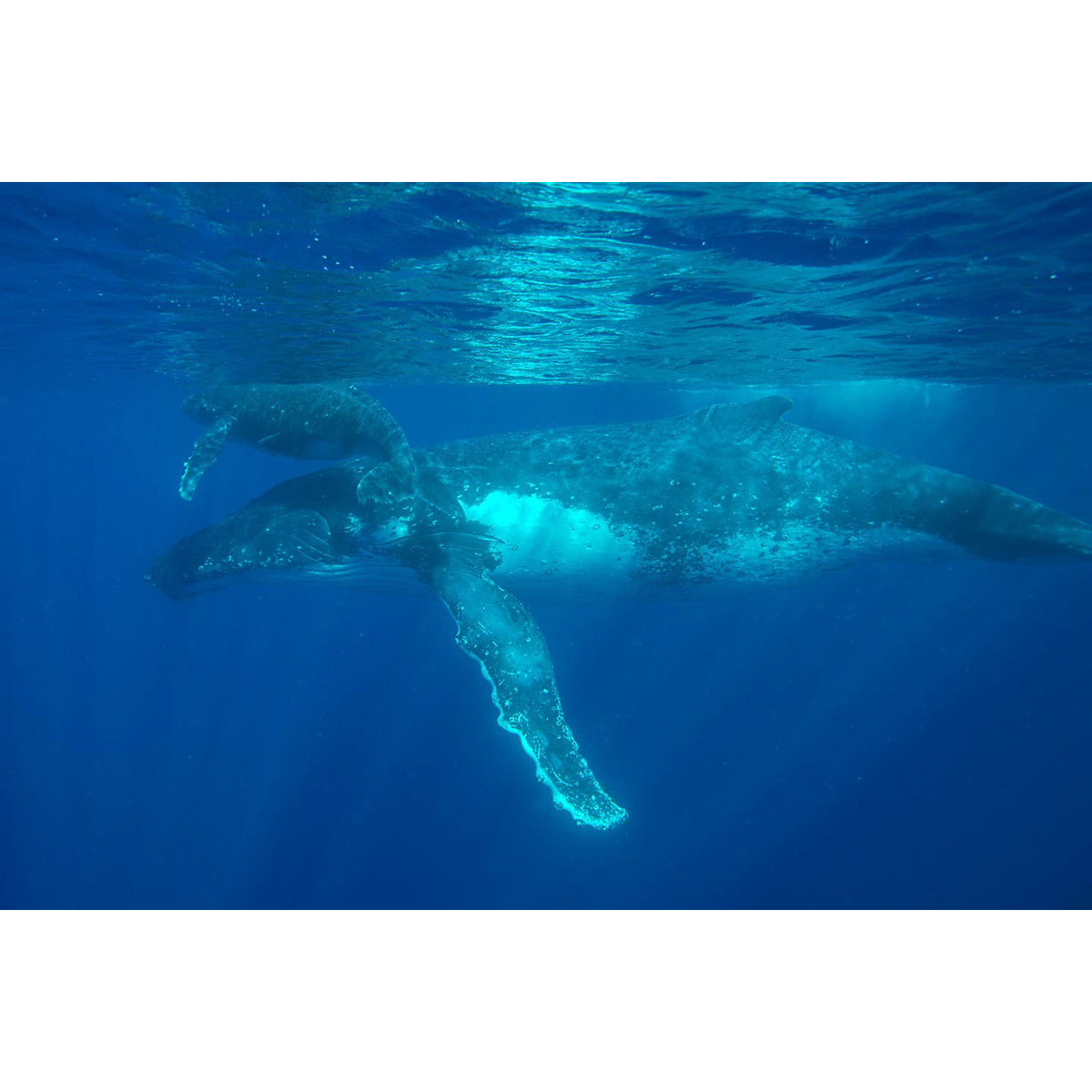 Горбатый кит (Megaptera novaeangliae) Фото №4