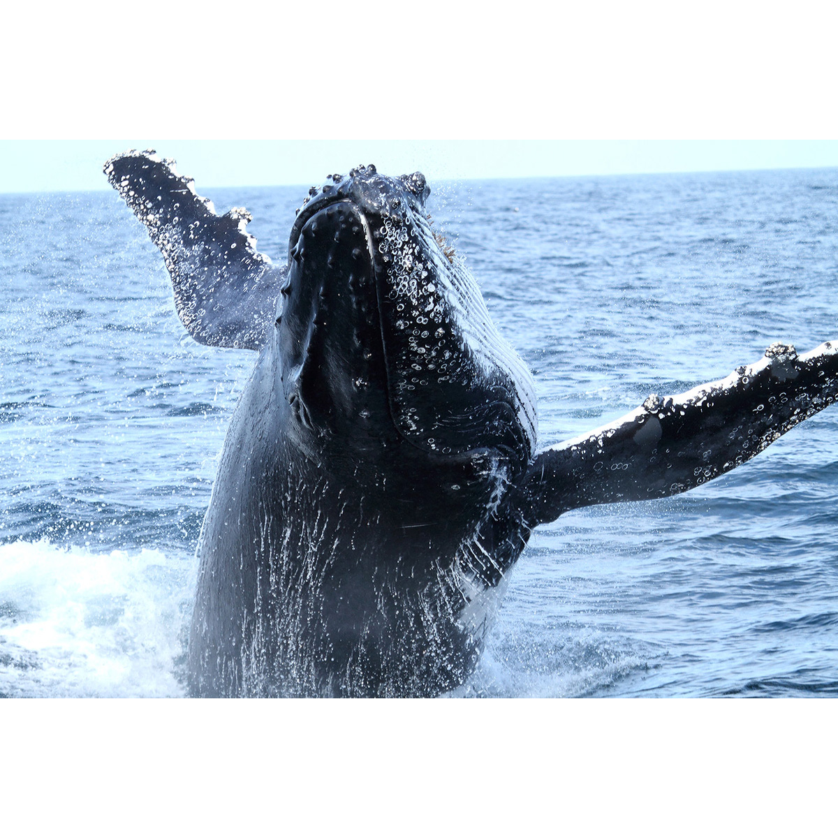 Горбатый кит (Megaptera novaeangliae) Фото №5