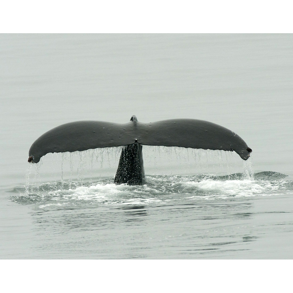 Горбатый кит (Megaptera novaeangliae) Фото №6