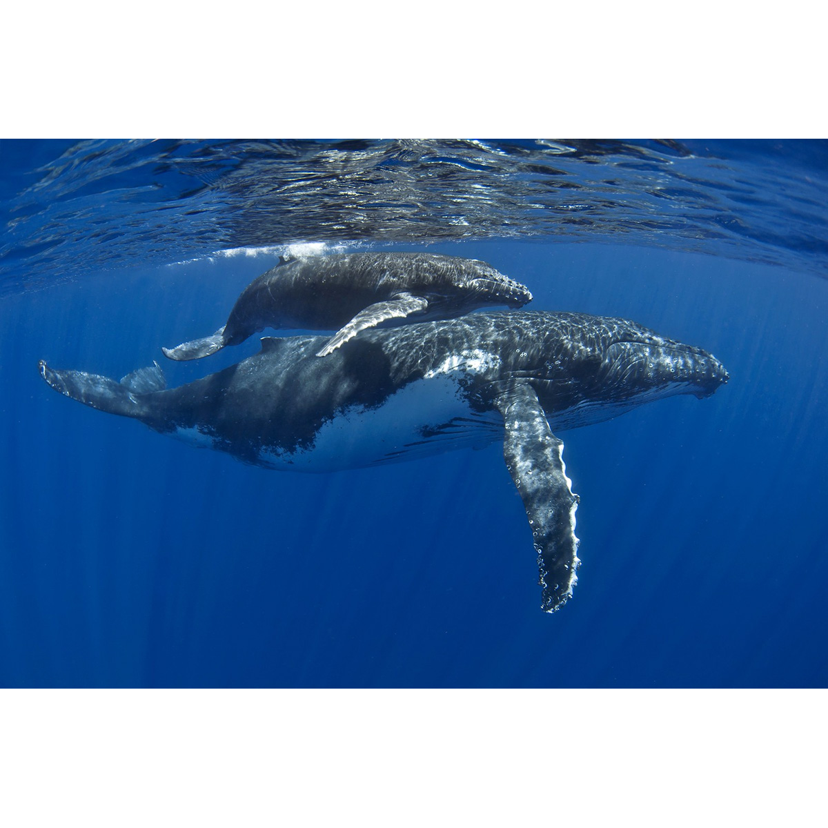 Горбатый кит (Megaptera novaeangliae) Фото №7