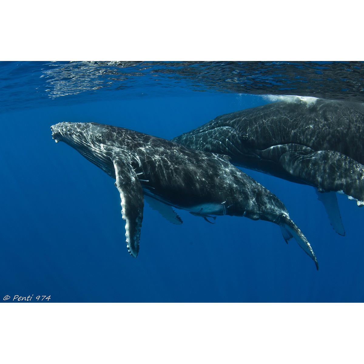 Горбатый кит (Megaptera novaeangliae) Фото №8