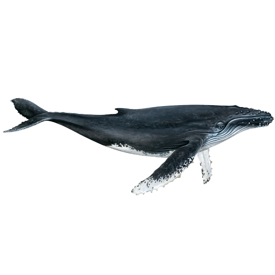 Горбатый кит (Megaptera novaeangliae) Фото №1