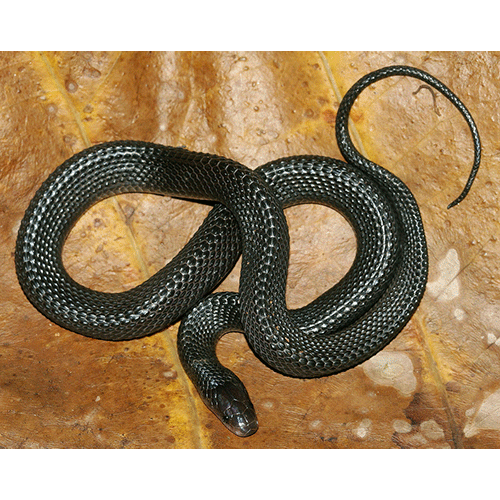  Род Игольные змеи  фото