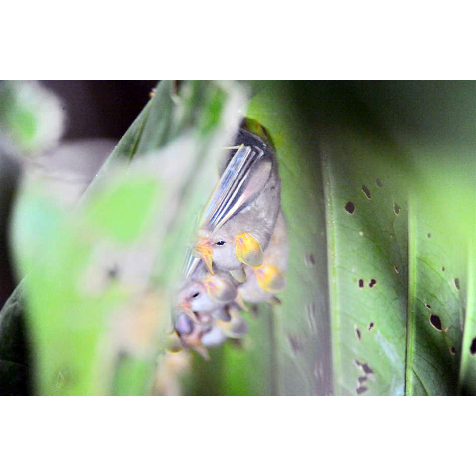 Листонос Макконнелла (Mesophylla macconnelli) Фото №3