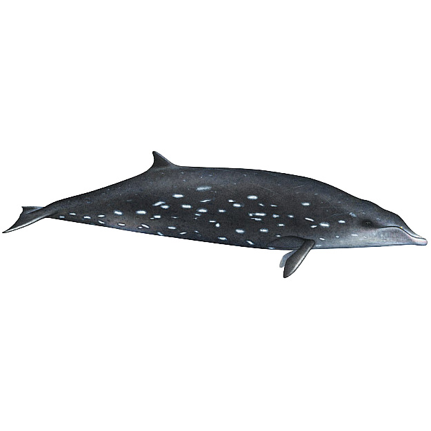 Deraniyagala's Beaked Whale (Mesoplodon hotaula) Фото №1