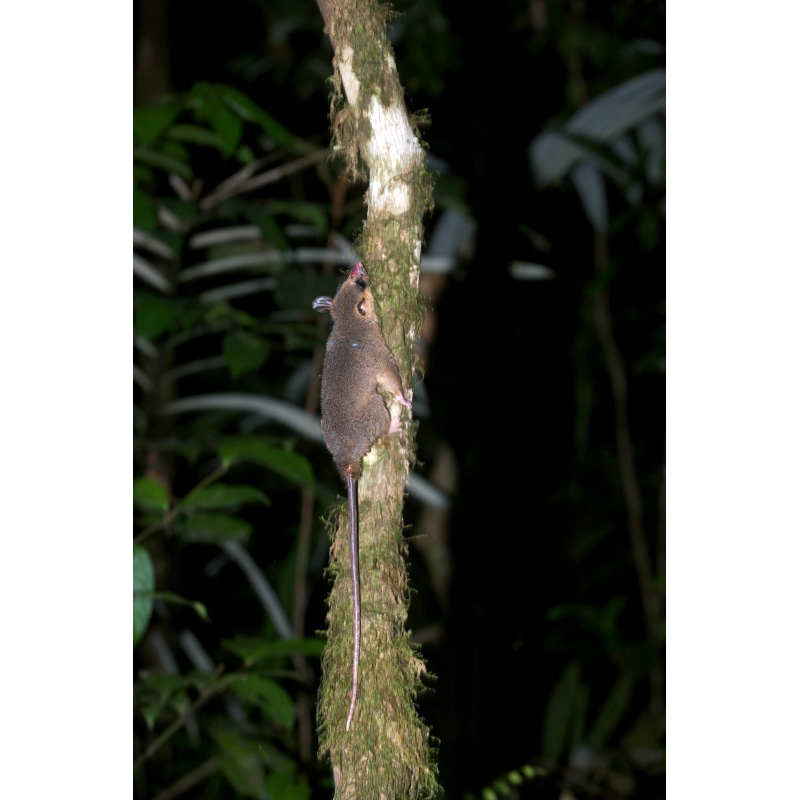 Амазонский опоссум (Micoureus demerarae) Фото №6