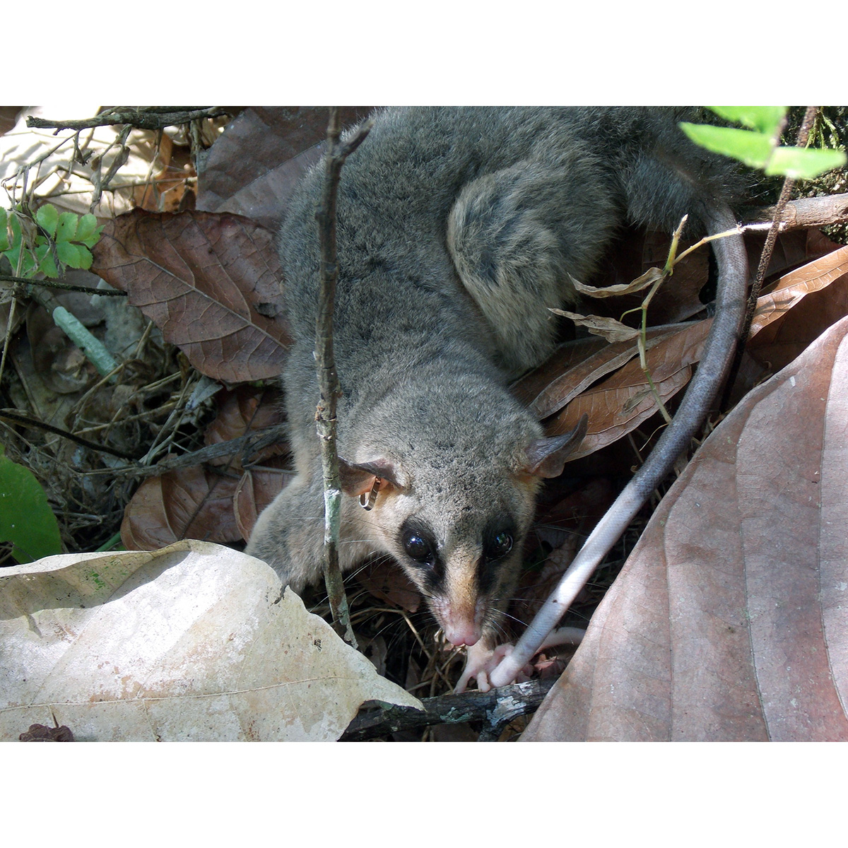 Парагвайский Мышиный Опоссум (Micoureus paraguayanus) Фото №4
