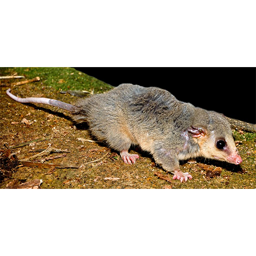 Род Мохнатые мышиные опоссумы  фото