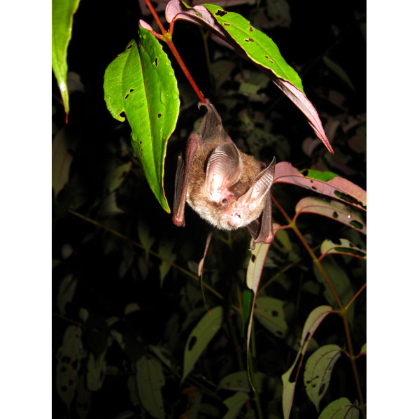 Brosset’s Big Eared Bat (Micronycteris brosseti) Фото №2