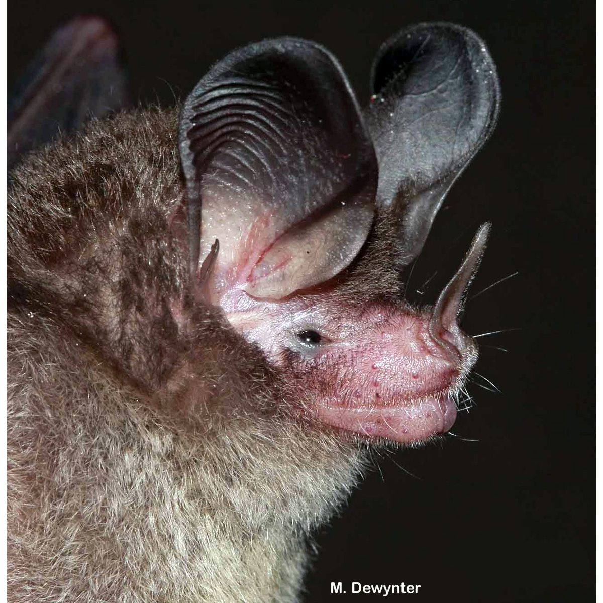 Brosset’s Big Eared Bat (Micronycteris brosseti) Фото №3